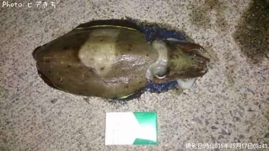 ��󥴥�����