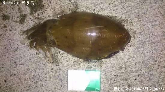 ��󥴥�����