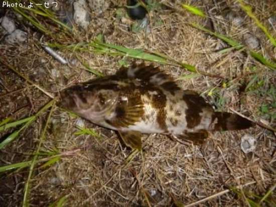 �����Υ���Х�