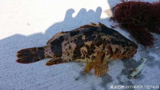 �٥å�������