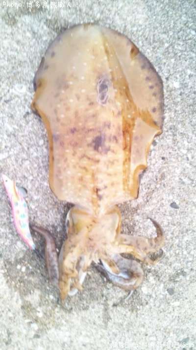 �����ꥤ��