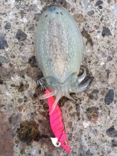 ����䥱����