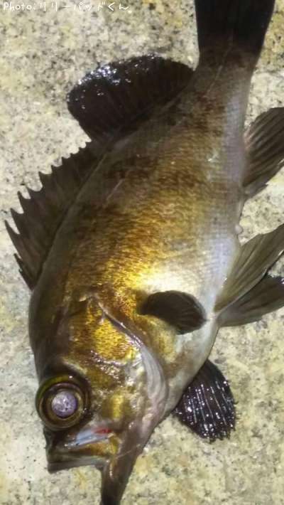 ��Х�����