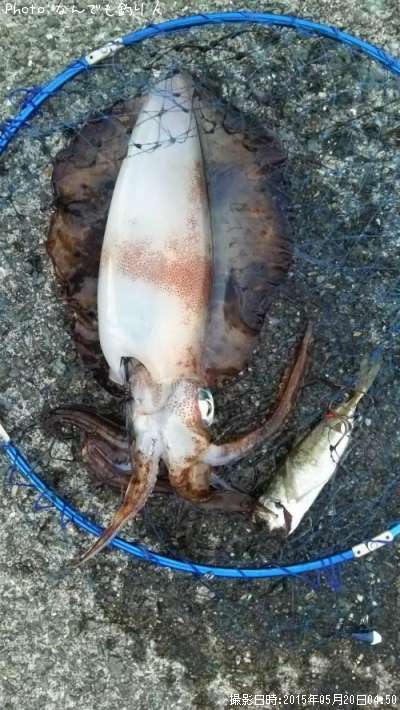 �����ꥤ��