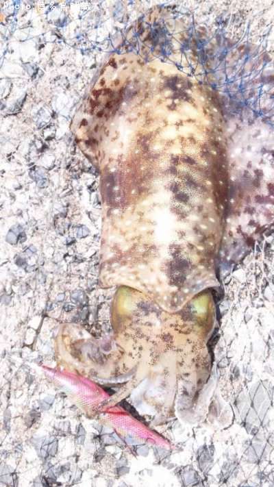 �����ꥤ��