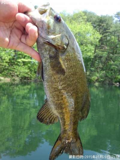 ���⡼��ޥ����Х�