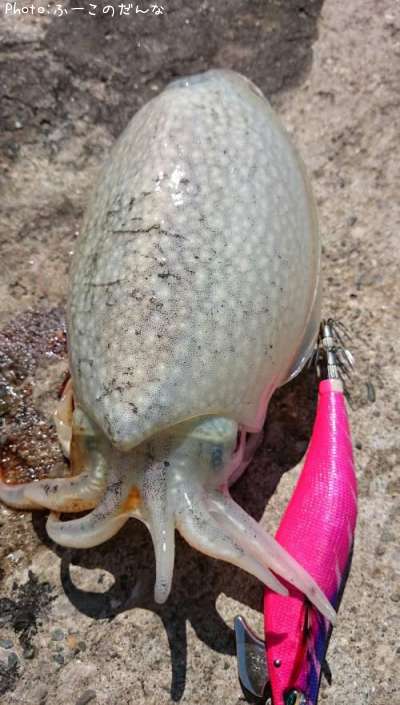 ����䥱����