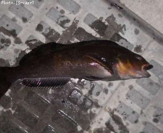 �����ʥ�