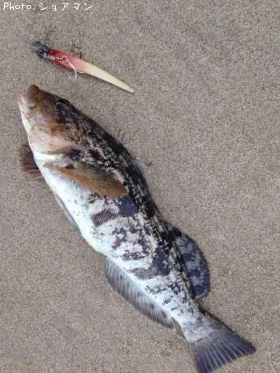 �����ʥ�