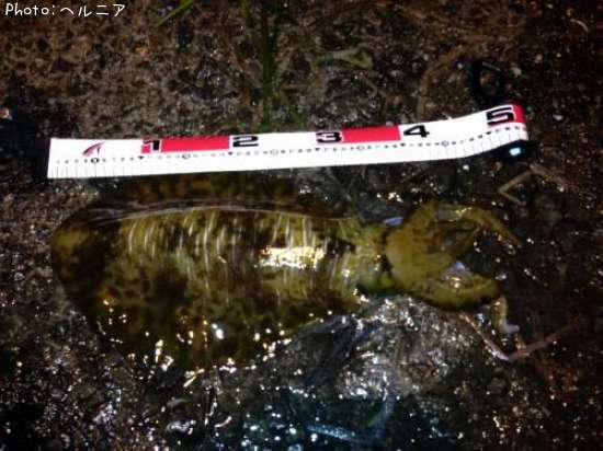 �����ꥤ��