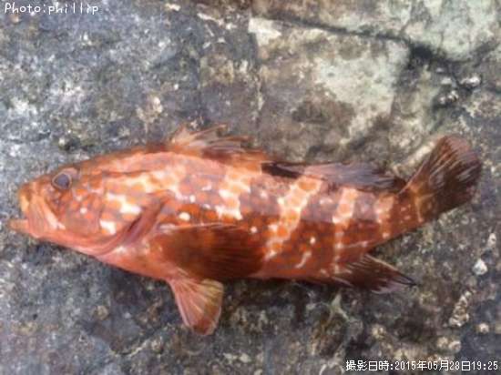 �����ϥ�