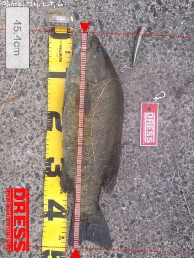 ���⡼��ޥ����Х�