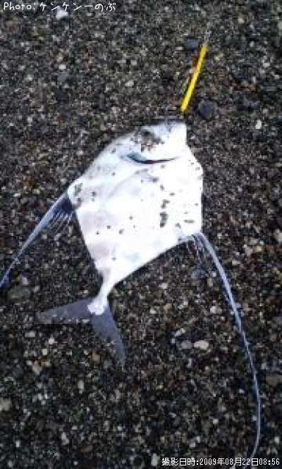 ���ȥҥ��������