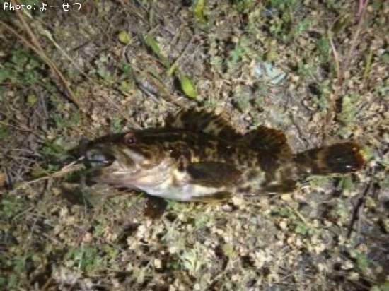 �����Υ���Х�