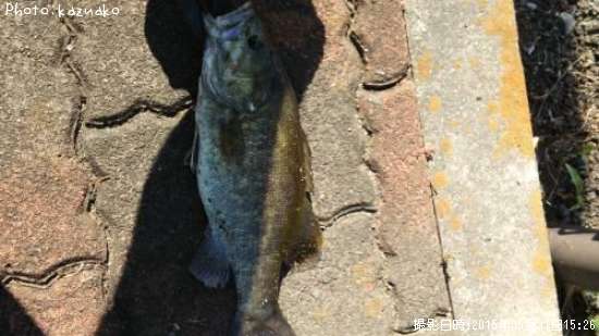 ���⡼��ޥ����Х�