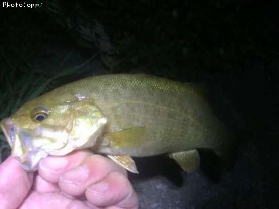 �֥�å��Х�