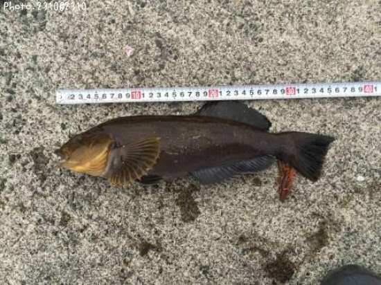 �����ʥ�