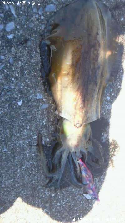 �����ꥤ��