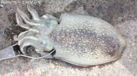 ����䥱����