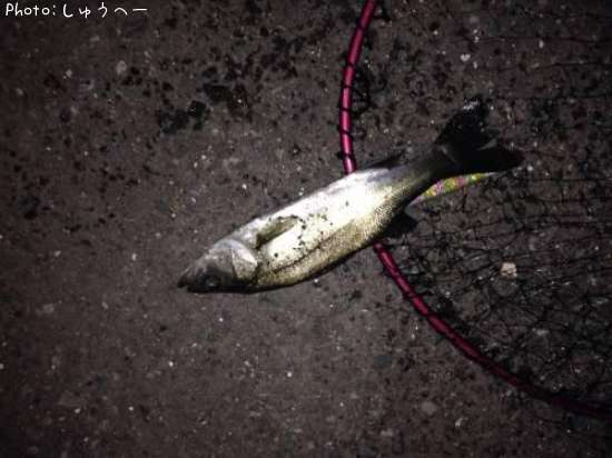 �����Х�