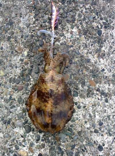 �����ꥤ��