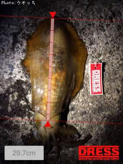 �����ꥤ��