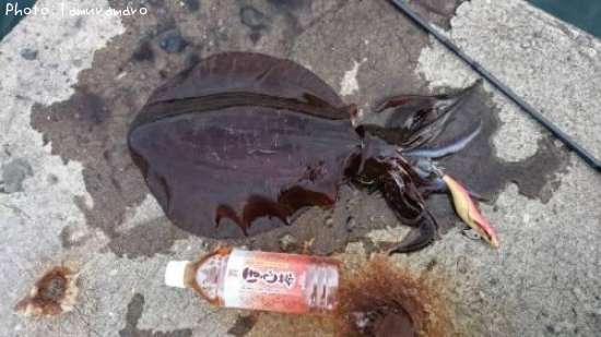 �����ꥤ��