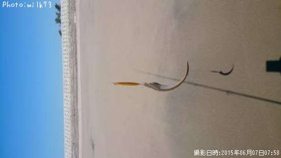 �����ӥ��