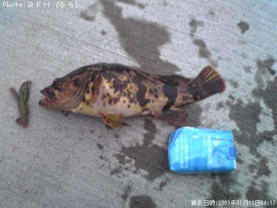 �٥å�������