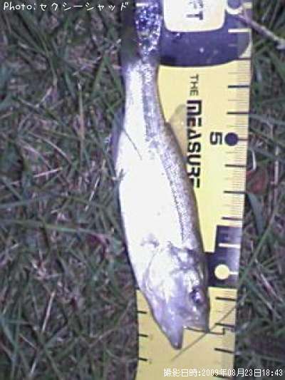 �֥�å��Х�