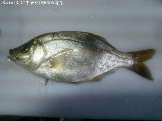 ���ߥ��ʥ�