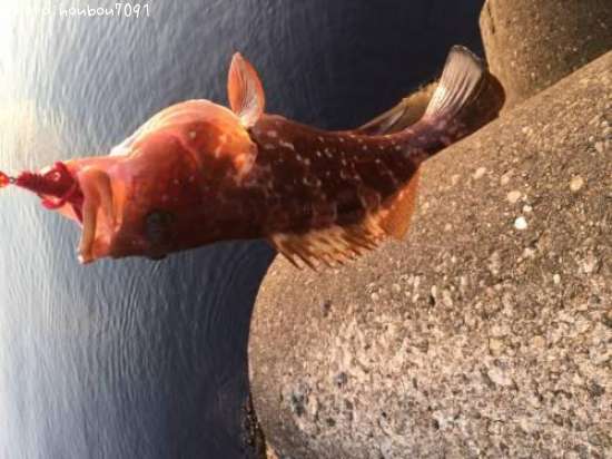 �����ϥ�