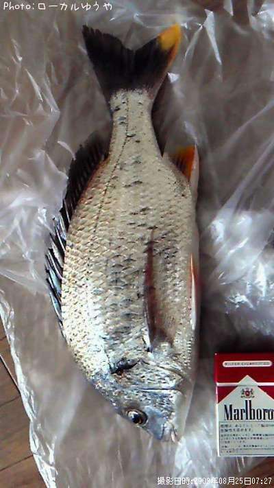 ���ӥ����