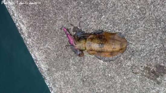 �����ꥤ��