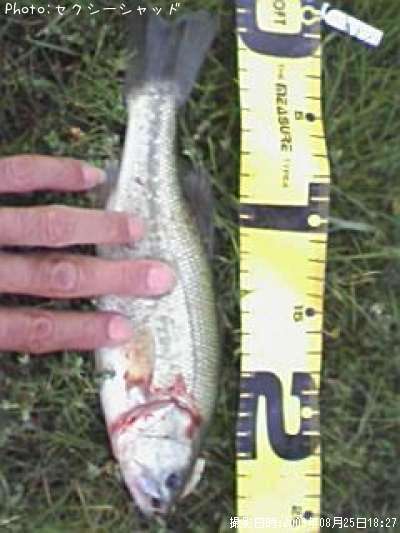 �֥�å��Х�