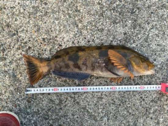 �����ʥ�