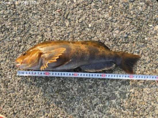 �����ʥ�