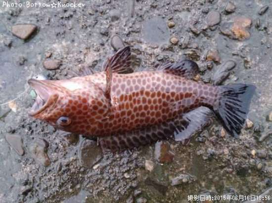 �������ϥ�