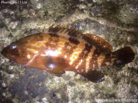 �����ϥ�