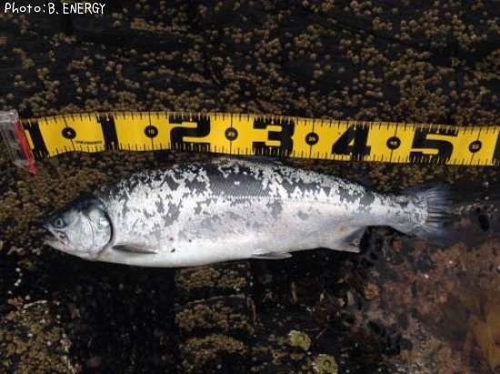 ������ޥ�