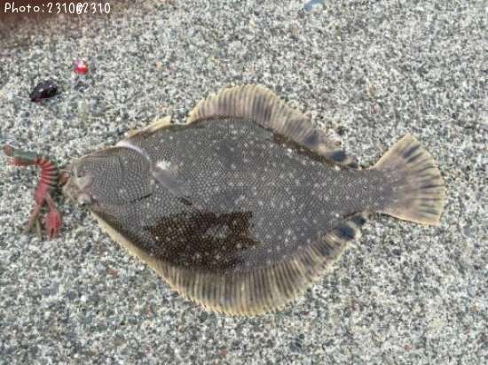 �ޥĥ��塞�쥤