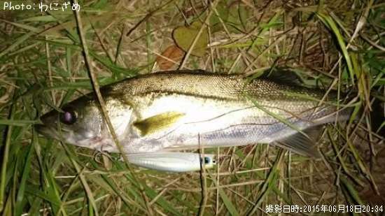 �����Х�