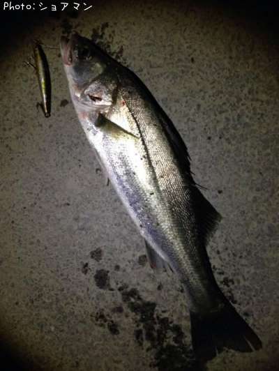 �����Х�