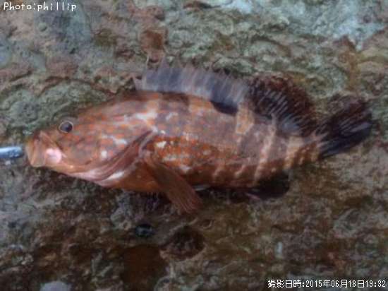 �����ϥ�