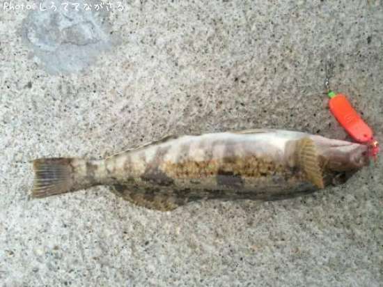 �����ʥ�