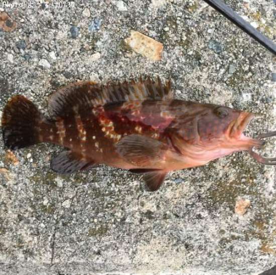 �����ϥ�