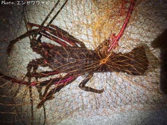 ������Ϸ