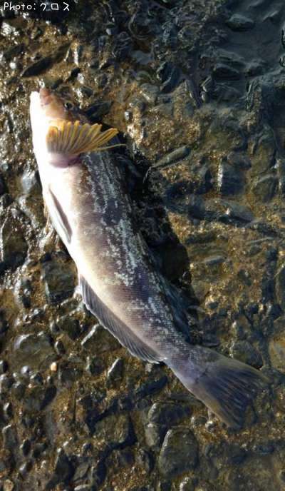 �����ʥ�