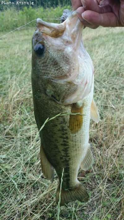 �֥�å��Х���