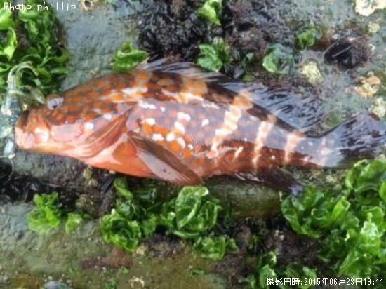 �����ϥ�